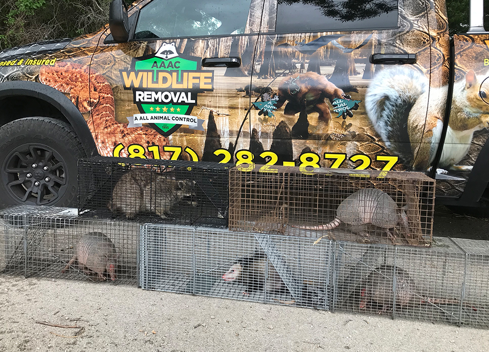 Armadillo - AAAC Wildlife Removal of Fort Worth