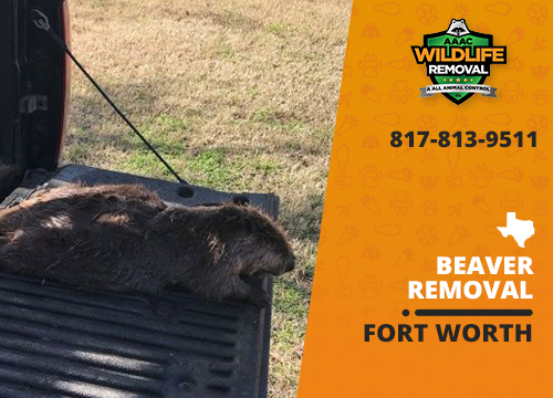 Beaver - AAAC Wildlife Removal of Fort Worth