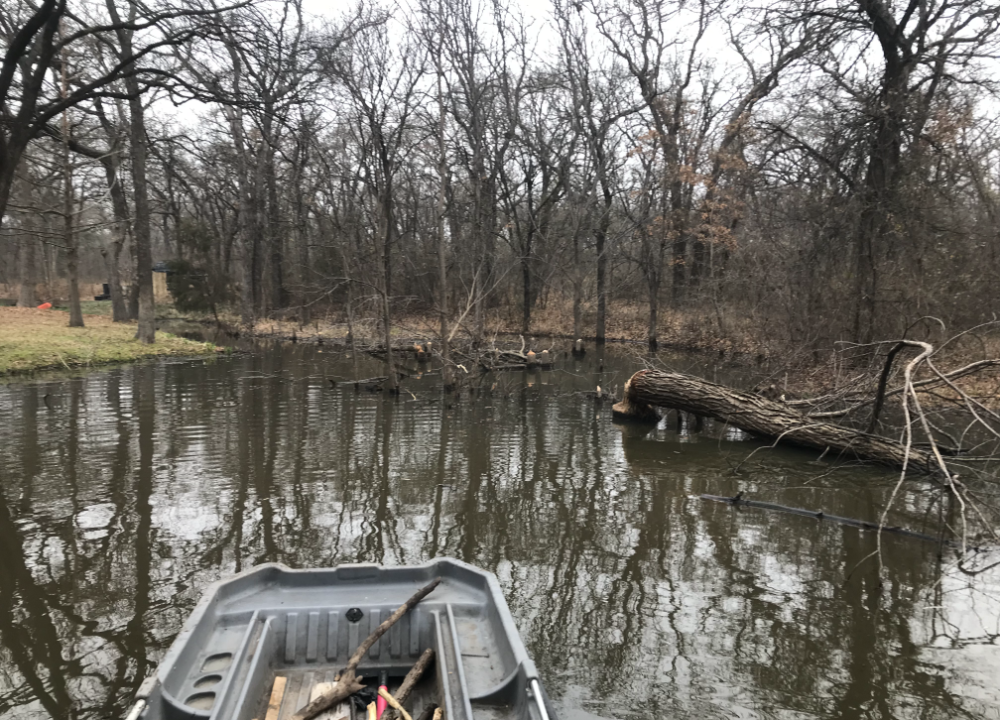Freshly cut stumps and a fallen tree on a flooded creek