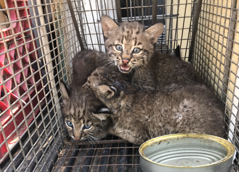 Four cuddling bobcat kittens somewhat distressed at being caught in a Havahart trap.