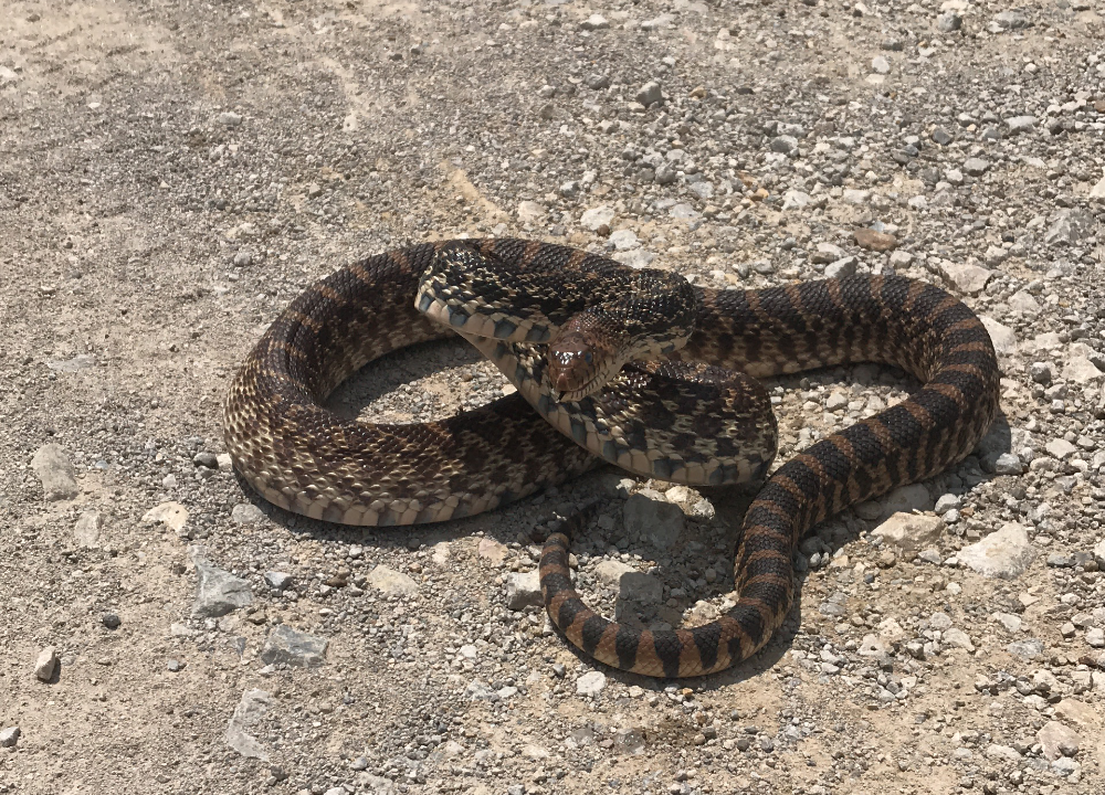 A spotted and brown bullsnake coiling it's body in a defensive position on gravel with it's tongue sticking out.