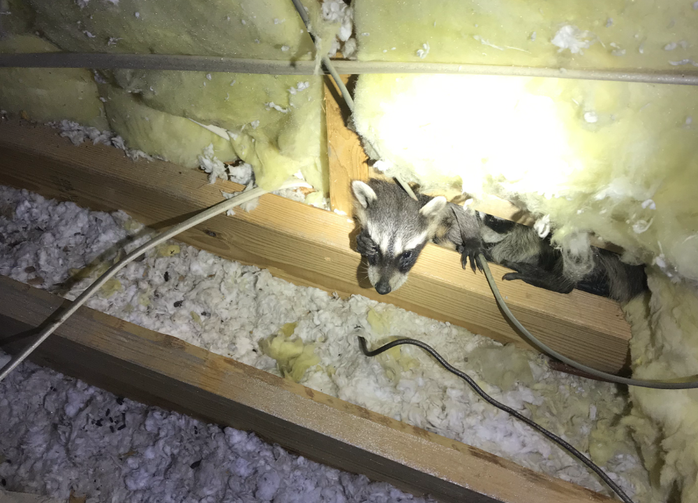Two young raccoons poking their heads our of roof insulation as a flashlight illuminates their hideout.