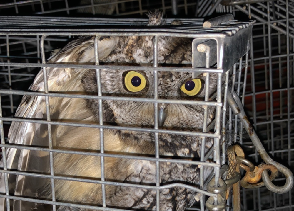 A western screech owl with eyes wide open and feathers ruffled from being caught in a cage.