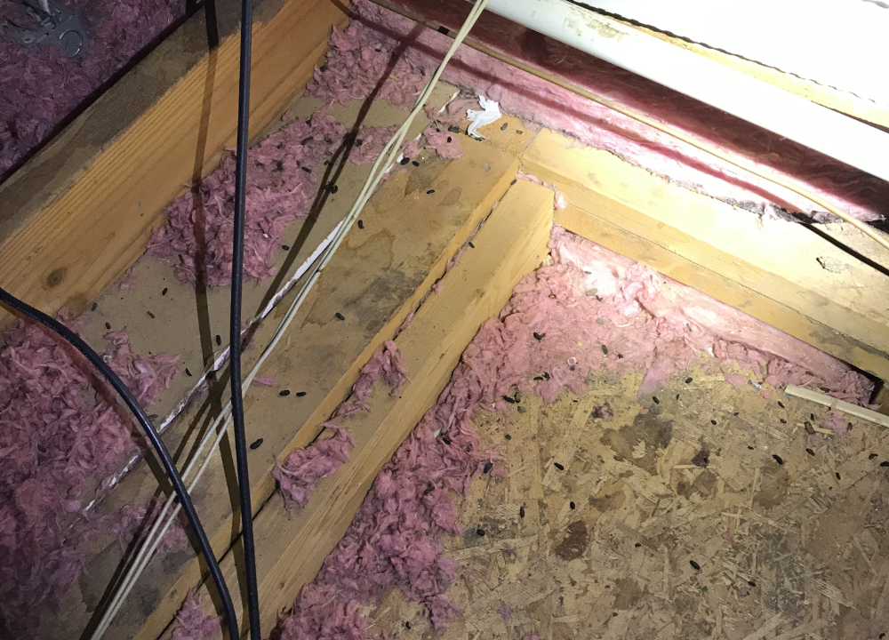Chewed-up insulation and rat droppings all about in this attic.