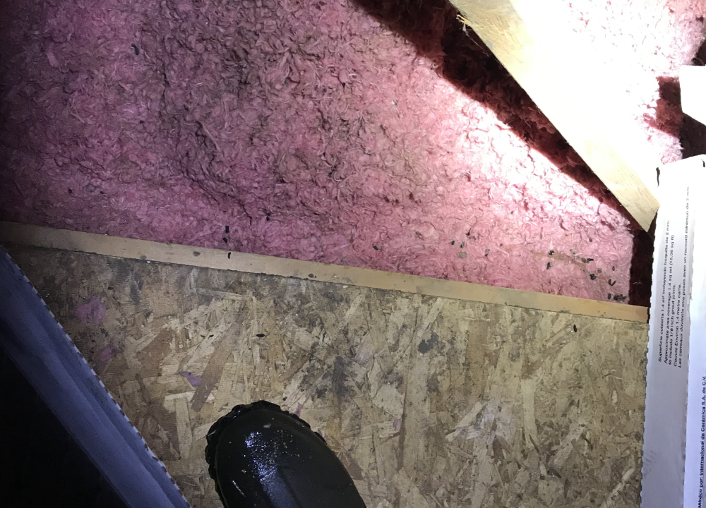 Chewed up insulation, rat droppings and the signs of a rat trail in an attic.