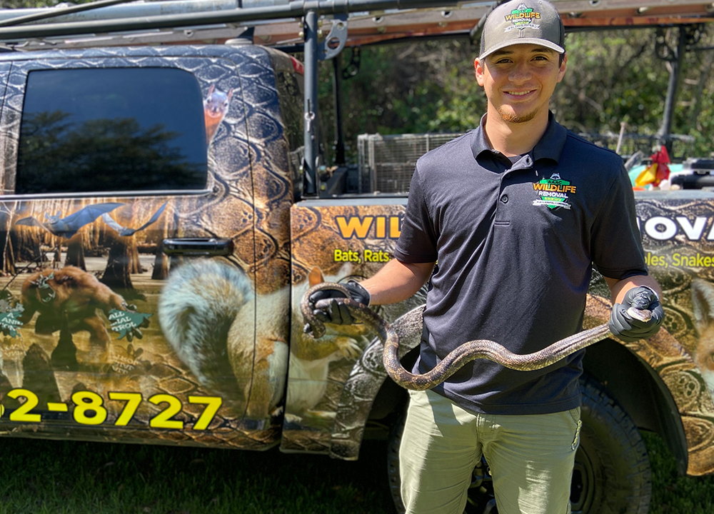 Snakes - AAAC Wildlife Removal of Fort Worth