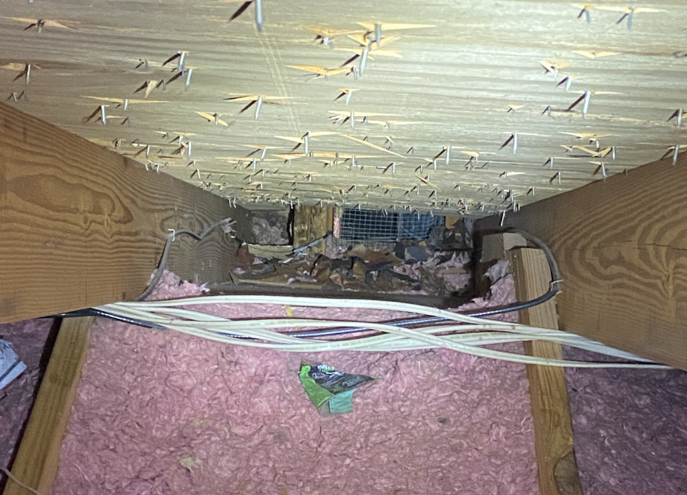 Wood and insulation chewed up between beams.