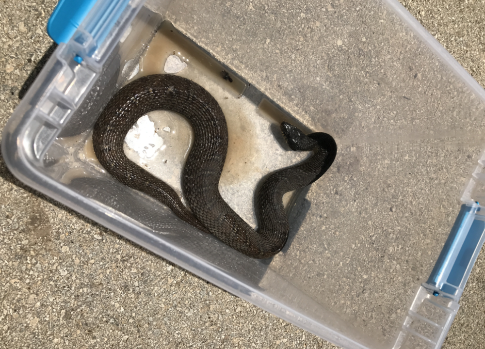 A brown water snake caught in a plastic storage container.