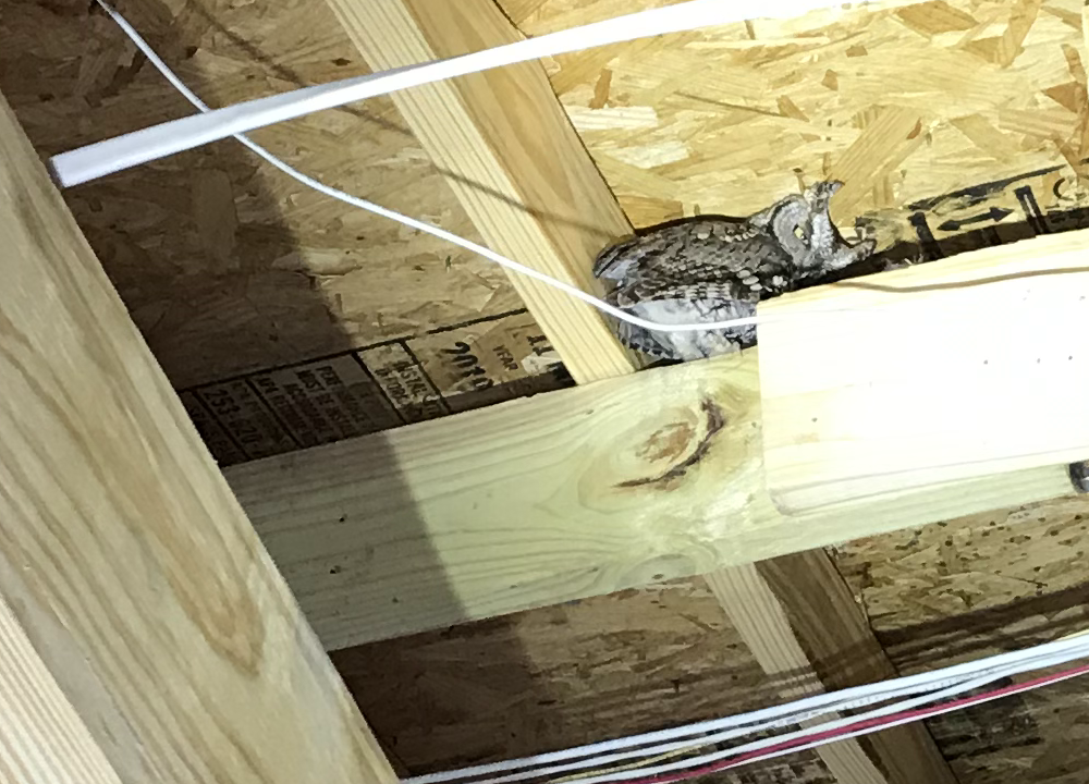 Light shined on a western screech owl hiding up on a beam in the roof.