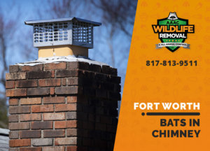 Bat in a chimney