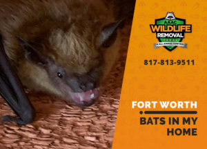 bats in my fort worth home