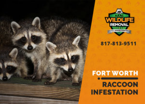 Young raccoons