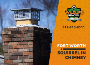 squirrel stuck in a chimney