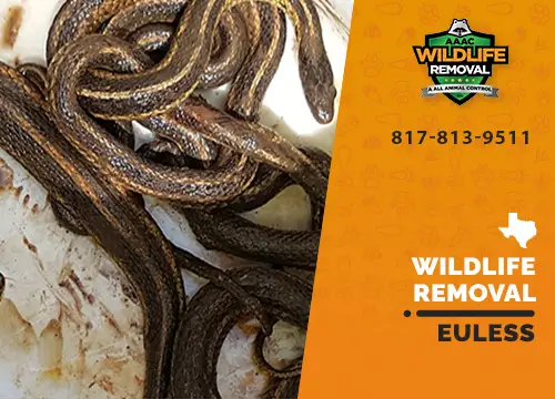 Euless Wildlife Removal professional removing pest animal