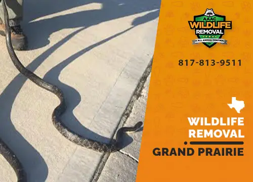 Grand Prairie Wildlife Removal professional removing pest animal