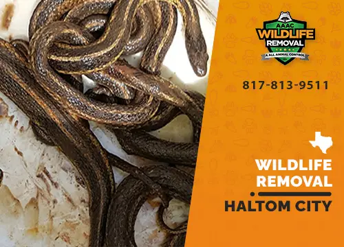 Haltom City Wildlife Removal professional removing pest animal