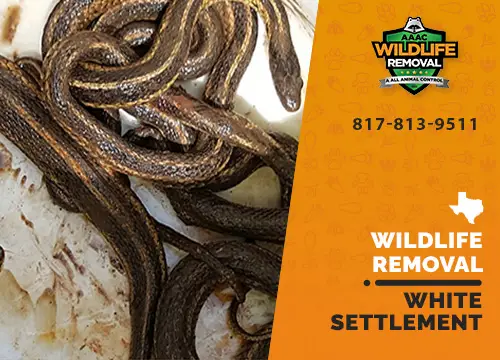 White Settlement Wildlife Removal professional removing pest animal