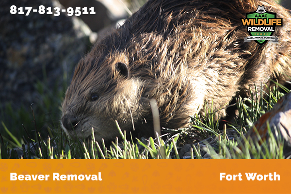 Beaver - AAAC Wildlife Removal of Fort Worth