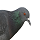 pigeon thumb